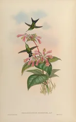 Smaragdochrysis iridescens = Chlorostilbon aureoventris X Calliphlox amethystina